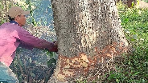 Cưa hai cây còng siêu khủng .Cưa cây kỹ thuật cao