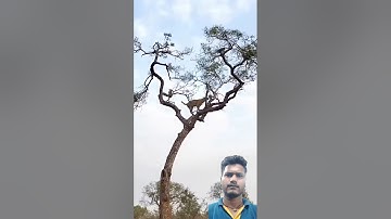 Leopard Hunts Monkey In A High - Stakes Treetops Chase! 😱 || #shorts #shortsfeeds