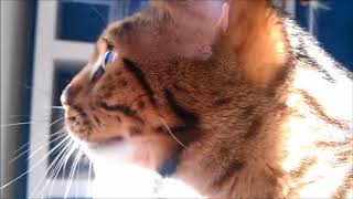 Funny Bengal Cat Videos | Funny Animals