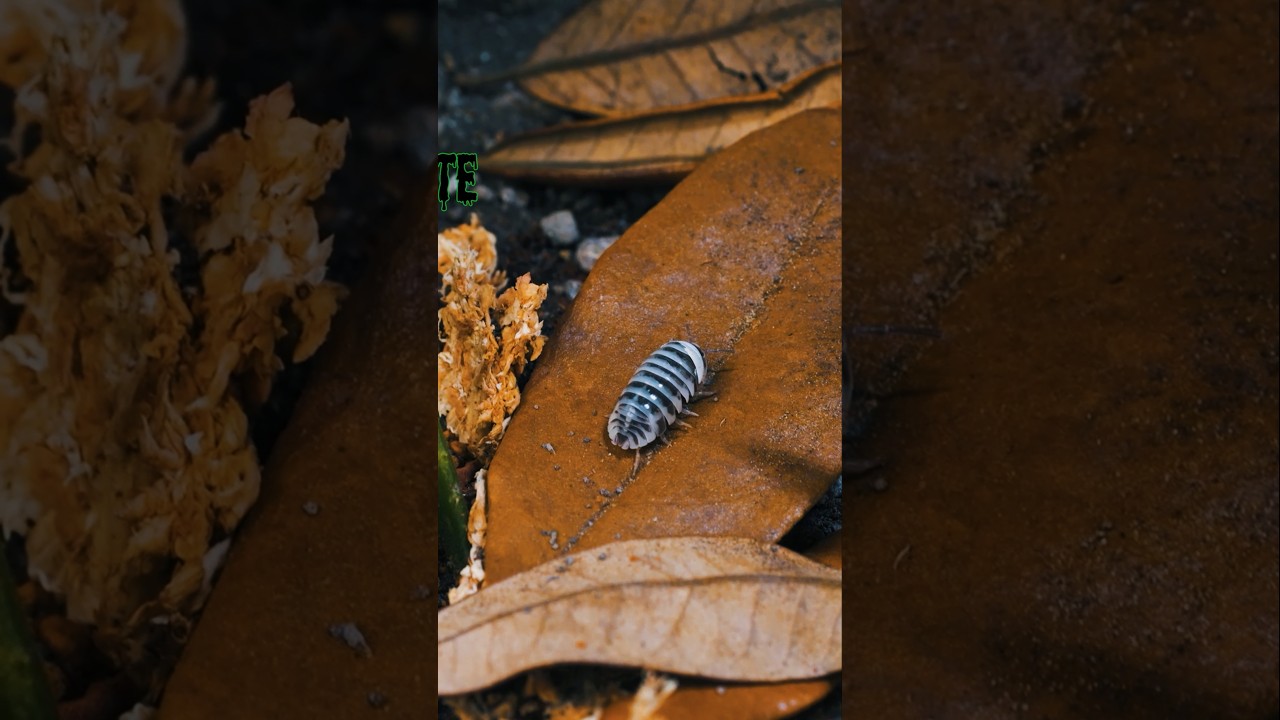 Давайте поговорим о SUBSTRIT! 