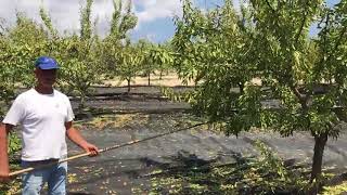 La Raccolta Delle Mandorle Di Sicilia - The Harvest Of Sicilian Almonds