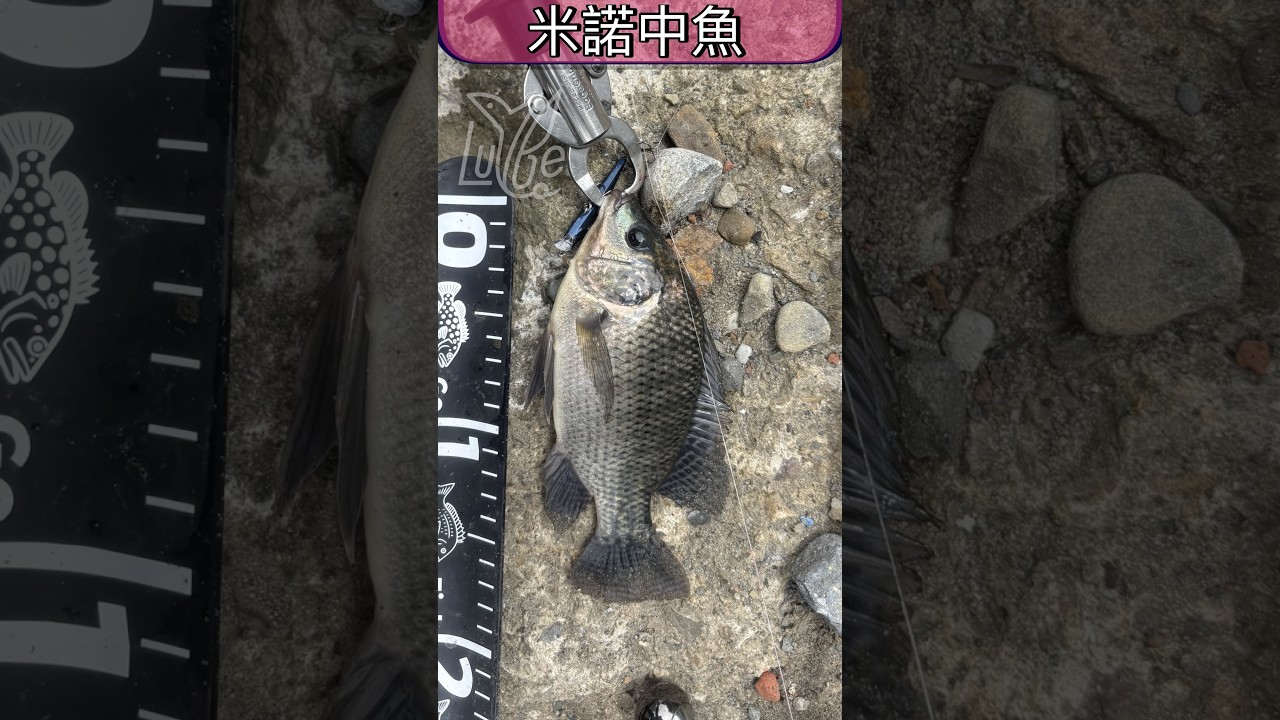 米諾靈魂抽停,下一秒直接被大口咬碎!在南崁溪這樣操米諾,魚真的受不了!衝擊力太強了!🤯 #米諾中魚 #米諾路亞 #Minnow #南崁溪 #印象大橋 #中魚瞬間 #溪流路亞 #城市路亞 #BFS路亞