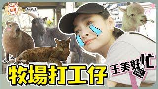 王思佳 一日牧場打工仔！獅子女 大戰草原動物 王美好忙 好崩潰？【 萌期間限定 】 萌寵明星粗乃玩 特別企劃 @haveapetday