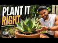 Planting a RARE Whale’s Tongue Agave ‘Orca’
