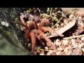 A beautiful Asian Tarantula - Orphnaecus philippinus