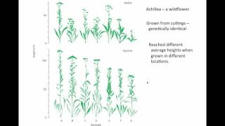 Heritability