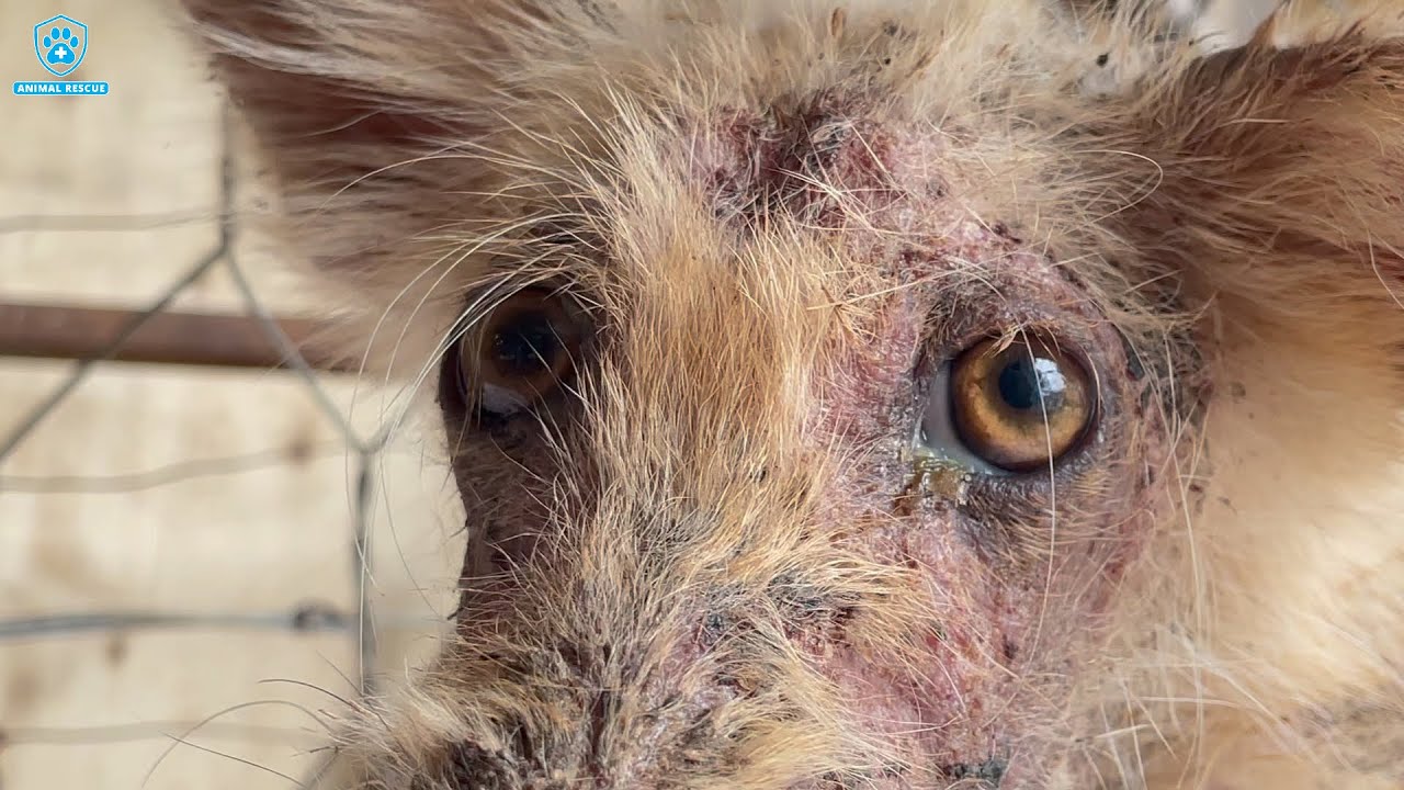 rescuing-a-stray-dog-on-the-brink-of-death-part-3-youtube