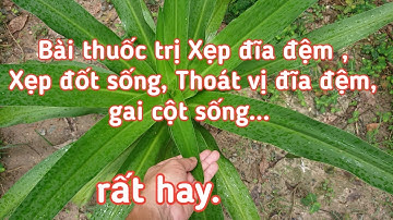 Bài thuốc trị xẹp đĩa đệm, thoái hóa đốt sống, gai cột sống, thoát vị đĩa đệm... rất hay.