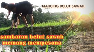 MANCING BELUT SAWAH DI SORE HARI EMANG MANTAP DI SUGUHKAN PEMANDANGAN YANG INDAH #spotJawaTengah