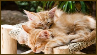 10 Stunden Katzen schnurren ruhige liebevolle Klänge zum Meditieren, Entspannen und Einschlafen