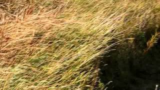 American Eagle Windmill Aerator in Action