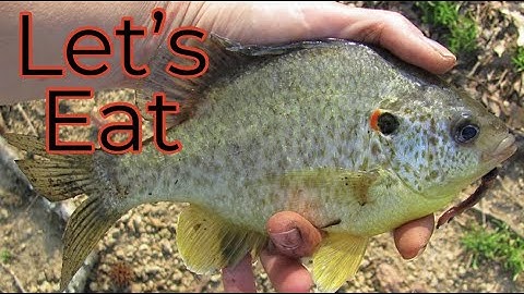 Catching And Cooking GIANT Shellcracker