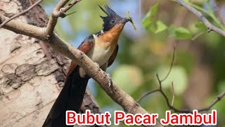 Burung Bubut Pacar Jambul| Chesnut Winged Cuckoo