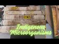 Indigenous Microorganisms Making | IMO Organic Concoctions