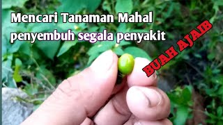 MENCARI TUMBUHAN AJAIB | PENYEMBUH SEGALA PENYAKIT | TANAMAN MAHAL