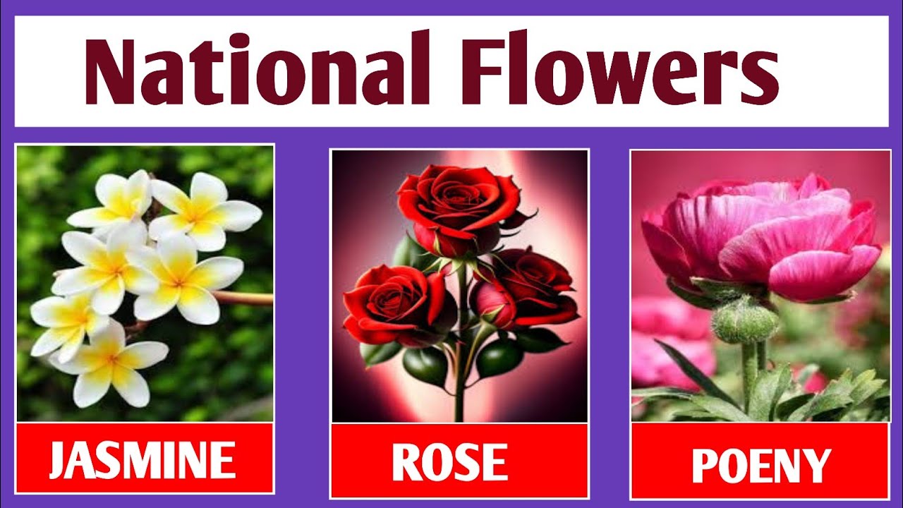 National Flowers From Different Countries