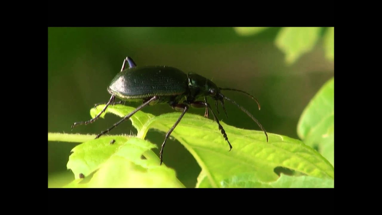 Calosoma beetle hunting