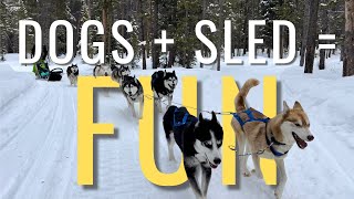 Good Times Adventures | Dog Sledding | Colorado