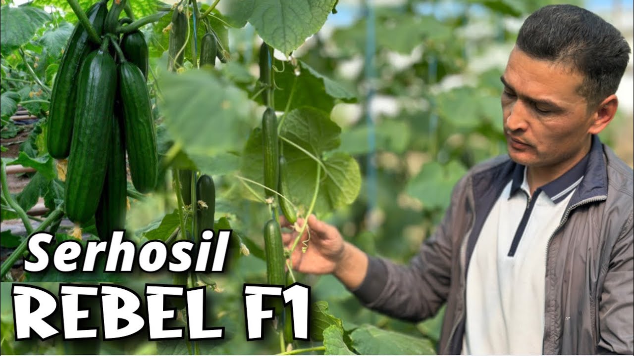 SAKATA firmasidan yangilik. OʻTA SERHOSIL—REBEL F1— Bodring navi. Kuzgi va Qishki DAROMAD manbai