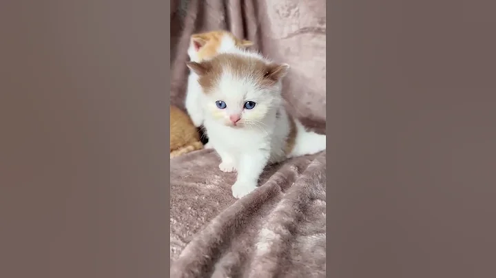 Watch the video about Cute kitten -- so cute #cat #kitten #cute