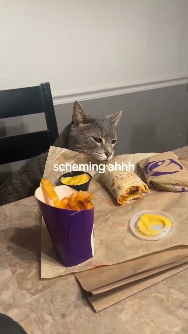 Kittyo plotting on the food like yo this is so good