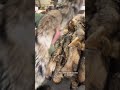Coyote fur is beautiful and makes wonderful garments