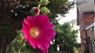 iPhone 6 Slow motion test - Bee on flower