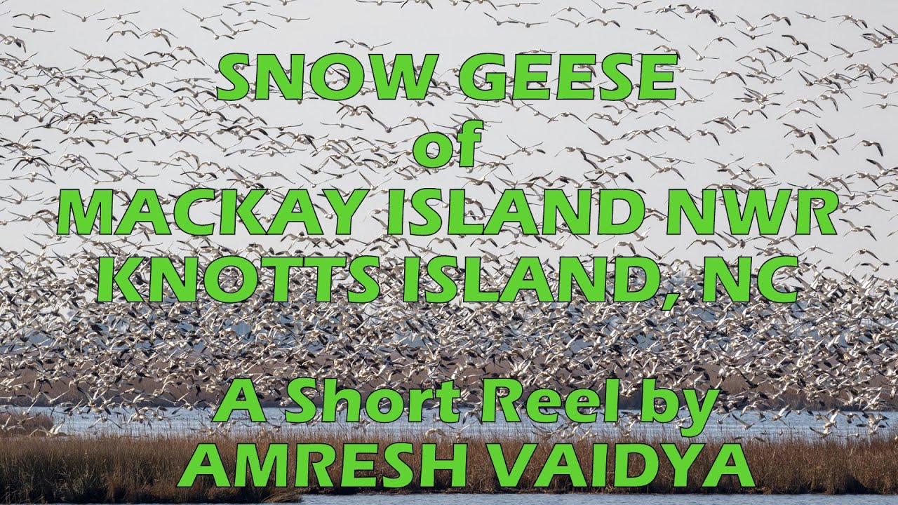 Mackay Island NWR Causeway Snow Geese Part 2 (FHD) YouTube