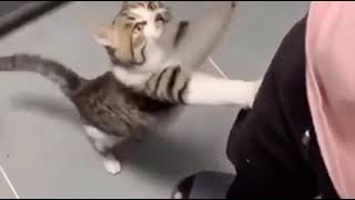 Slap.mp4