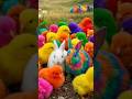 Tangkap Ayam Lucu, ayam warna warni, ayam rainbow, kelinci lucu, bebek lucu, ikan koi, Hewan Lucu