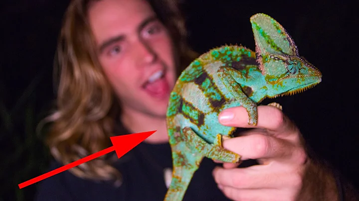 HUGE CHAMELEONS CAUGHT in FLORIDA!