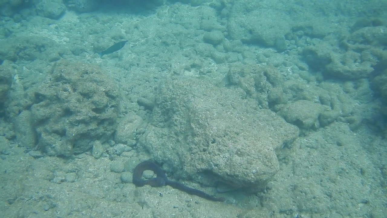 Snorkeling Kaanapali Beach Maui Video 4 YouTube