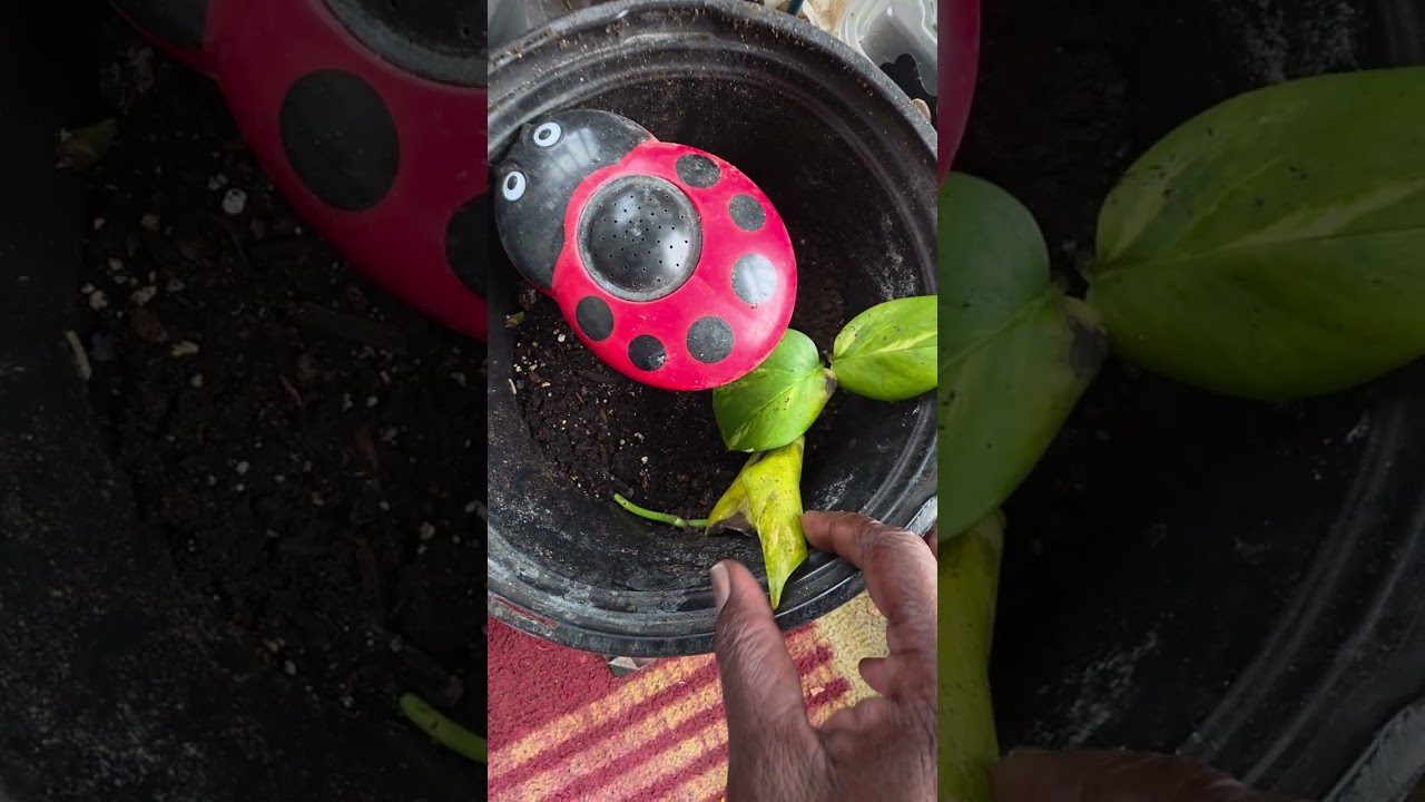 Let's keep growing together 💙💜✨️#BelleLouise  #fyp #gardening  