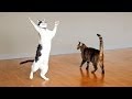 Kitties dance with ceiling fan