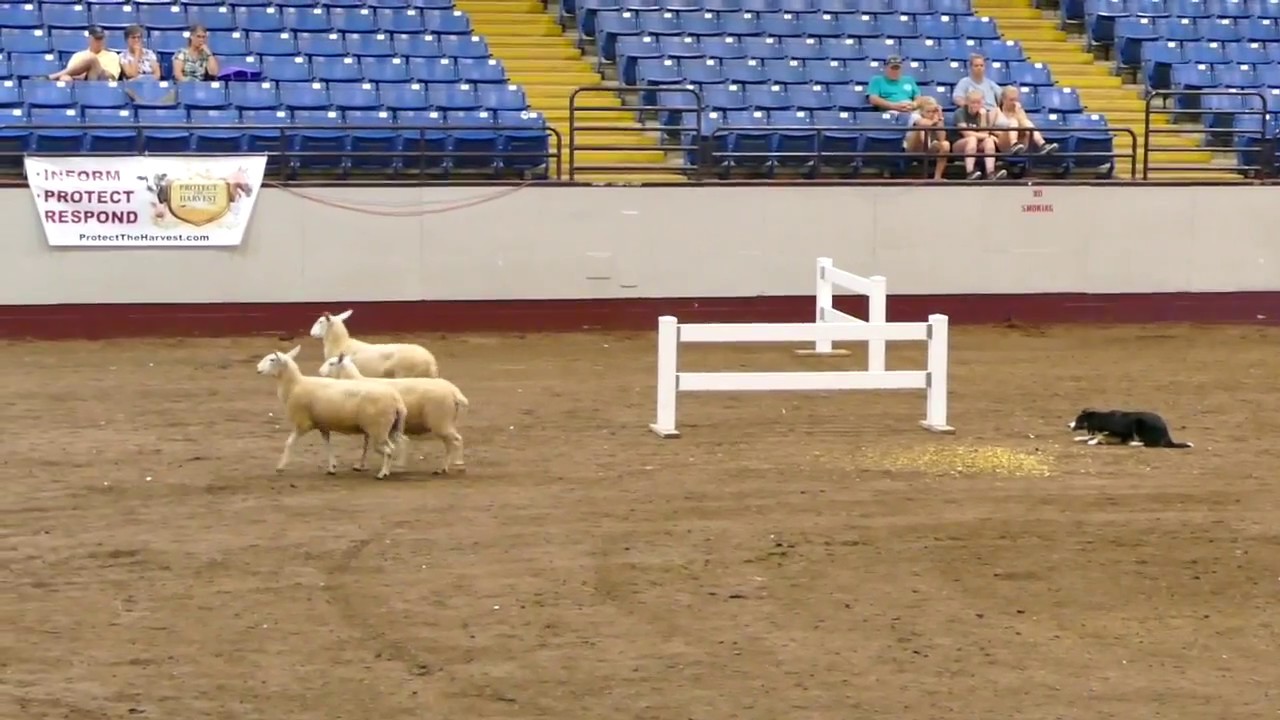Stock Dog Trials at Missouri State Fair August 15, 2017 YouTube