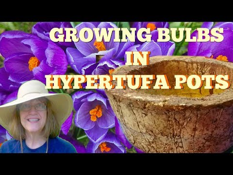 Growing Bulbs in Hypertufa Pots - Can&#039;t Wait for Spring To See!