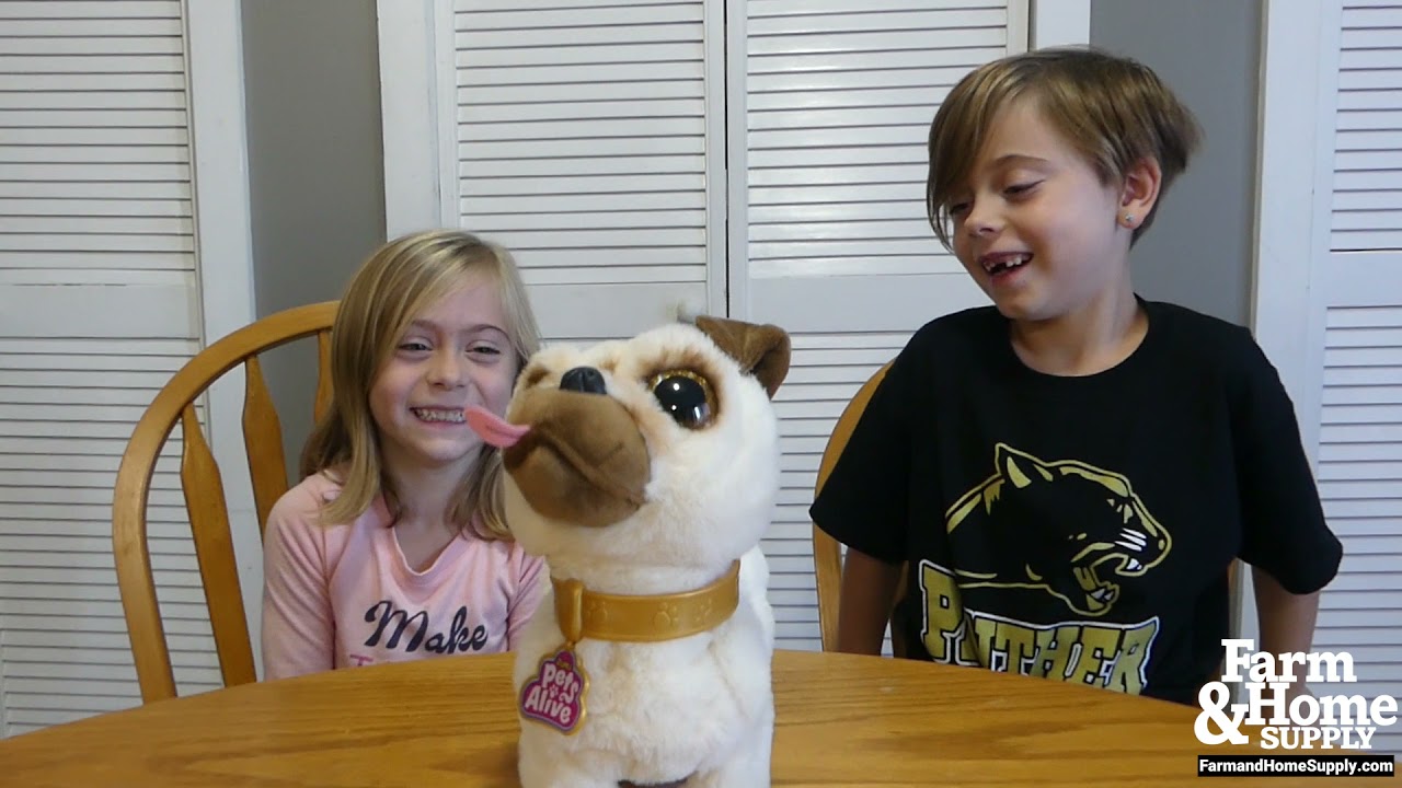 Poppy - The Booty Shakin' Pug Toy Review