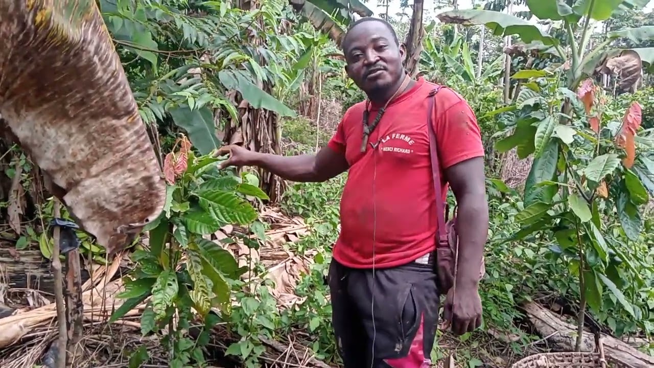 Pourquoi faut-il associer d'autres cultures au cacao ?