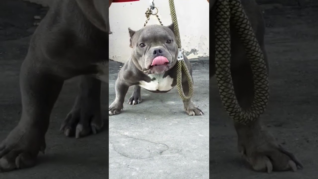 Micro Bully ! For sale bUlly 9915655400 ! Top quality 