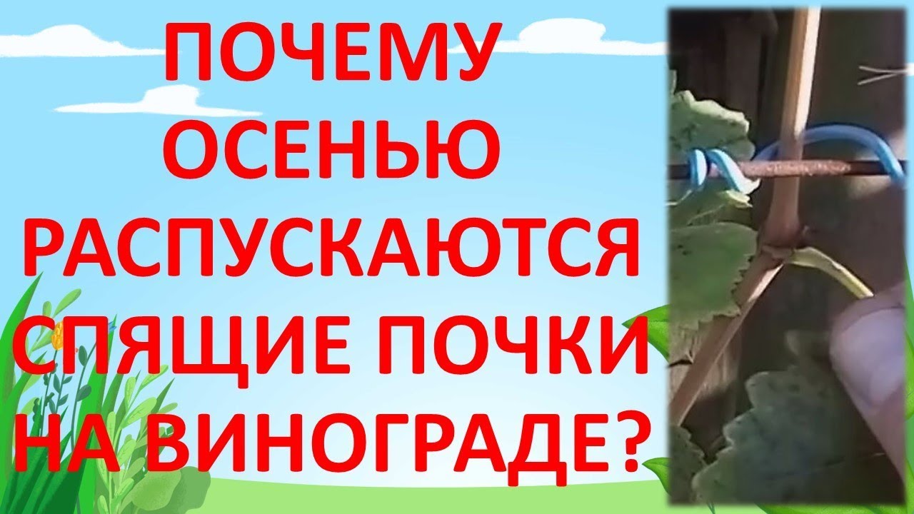 ПОЧЕМУ НА ВИНОГРАДЕ РАСКРЫЛИСЬ ПОЧКИ ОСЕНЬЮ. Как выращивать виноград ...