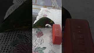 burung nuri dengar musik