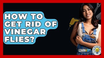 How To Get Rid Of Vinegar Flies? - LearnToDIY360.com