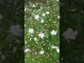 Flowers #flowers #flowering #floweringgarden #flowergarden #gardening #gardenplants #gardenflowers