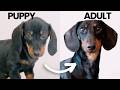 Watch My Mini Dachshund Puppy Grow Up | 4 months → 1 year