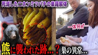 熊に襲われた跡…？巣の異常….。ニホンミツバチに一体何が！？死滅した蜂の巣箱を解体