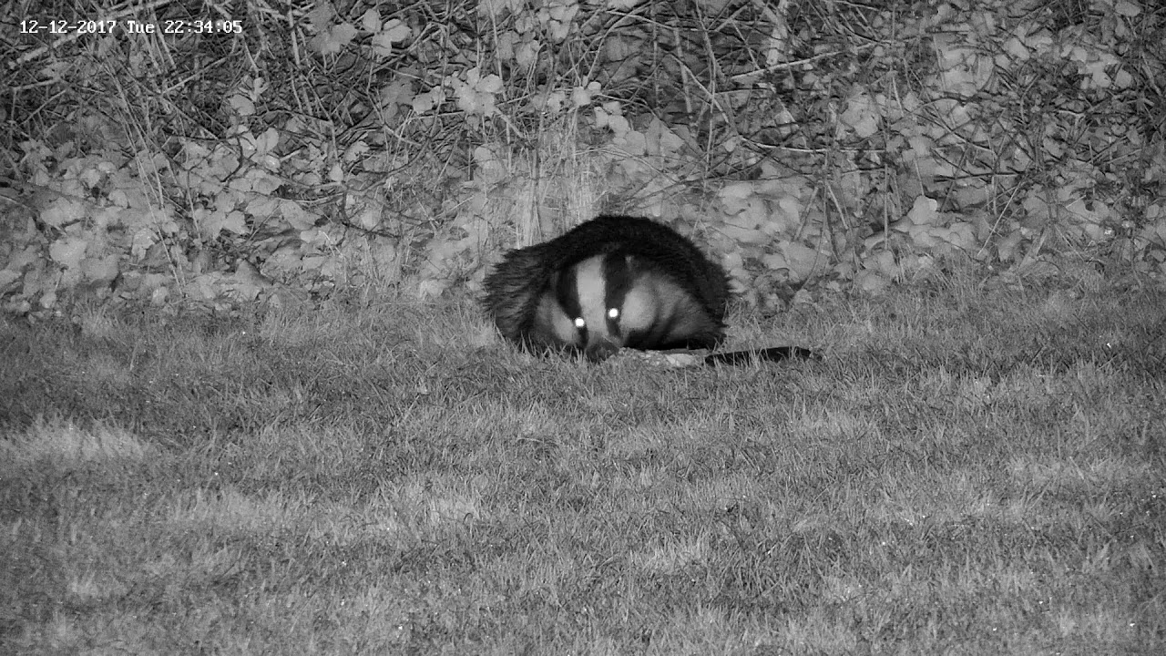 Fat flat badger!