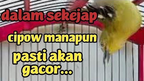 CIPOW GACOR..! dalam sekejap sirpu/Sirtu manapun pasti akan ikut gacor setelah dengar sirtu ini