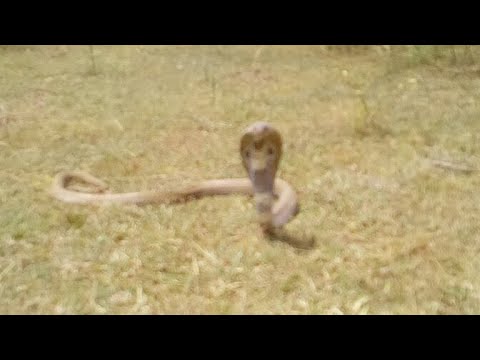camera iphone 8 plus apk Spectacled Cobra rescued from a water tank in maruthi green fields.