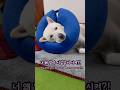 강아지가 서열1위가 되면 생기는일(진돗개만복) #dogshorts #강아지 #jindodog