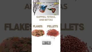 What to Feed Your Fish & How Often | Avoid Overfeeding Mistakes!
